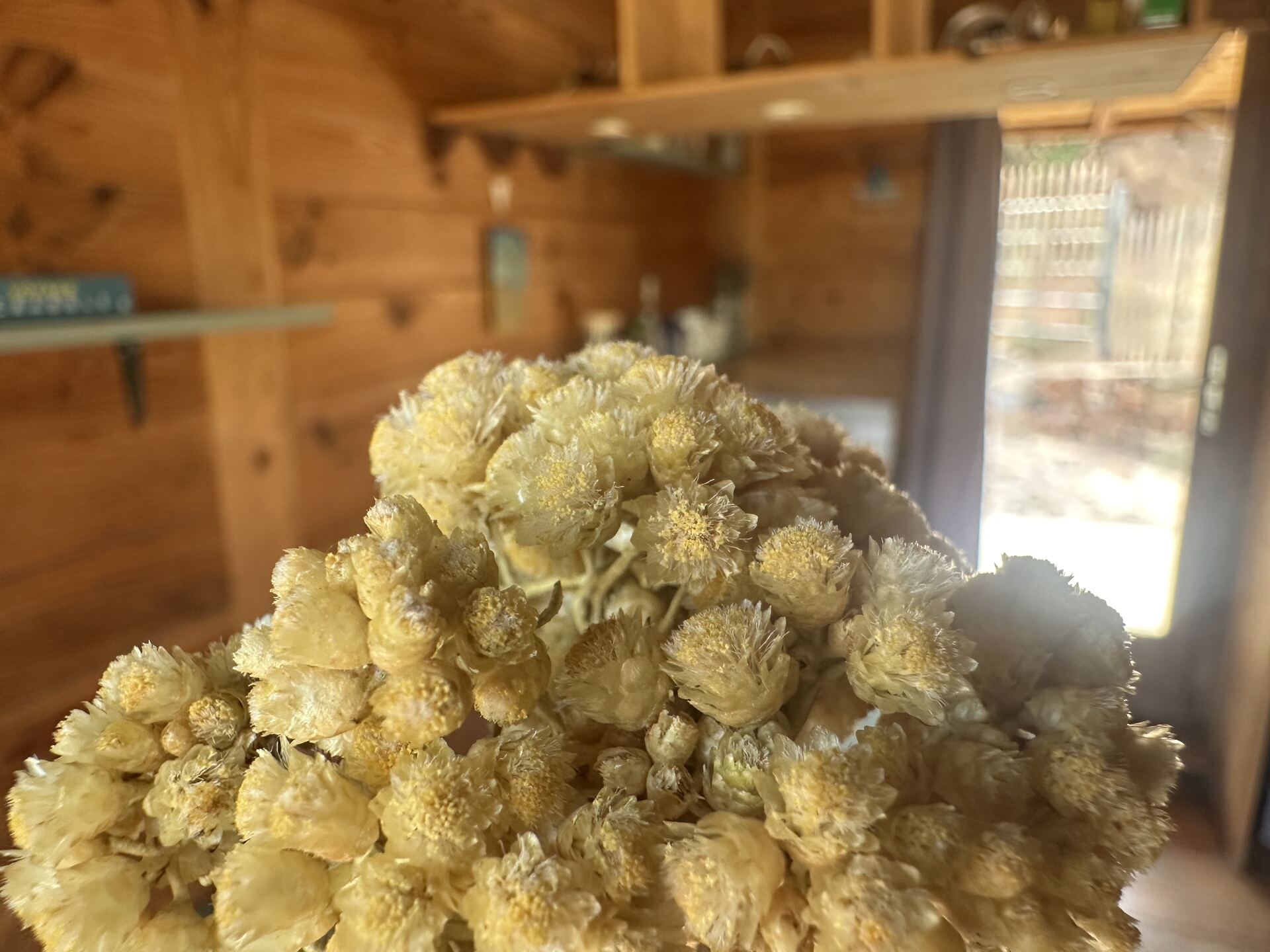 Bouquet d'immortelles séchées dans le studio, la fleur du maquis qui a donné son nom au lieu