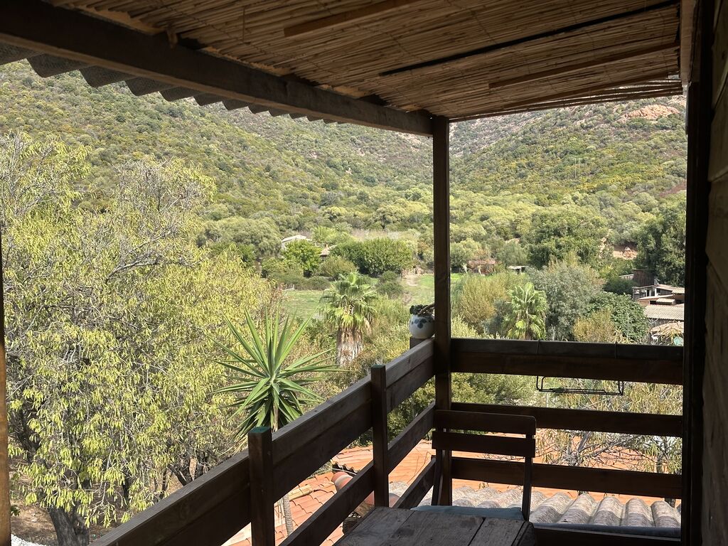 Vue depuis la terrasse sur le maquis, un palmier et la montagne